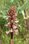 Orobanche amethystea