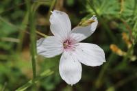 Linum tenuifolium