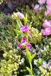 Ophrys apifera