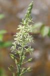 Loncomelos pyrenaicus