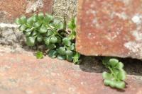 Asplenium ruta-muraria