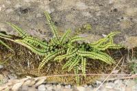 Asplenium trichomanes