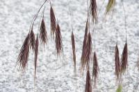 Anisantha sterilis