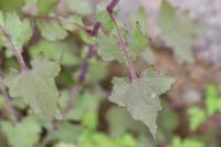 Lactuca muralis