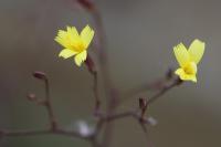 Lactuca muralis