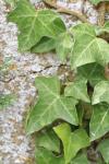 Hedera helix