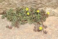Oxalis corniculata
