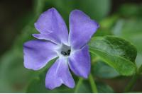 Vinca major