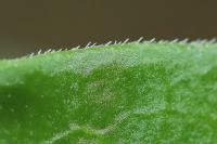 Vinca major