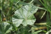 Malva sylvestris
