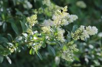 Ligustrum vulgare
