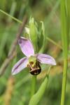 Ophrys apifera