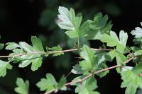 Crataegus monogyna