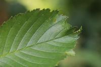 Ulmus glabra