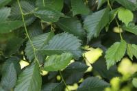 Ulmus glabra