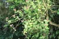 Lonicera caprifolium
