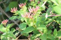 Lonicera caprifolium
