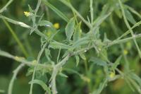 Sisymbrium officinale