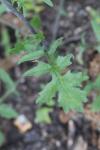 Sisymbrium officinale