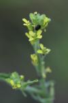 Sisymbrium officinale