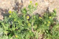 Matricaria discoidea