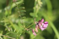 Vicia sepium