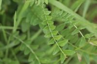 Vicia sepium