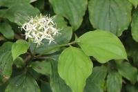 Cornus sanguinea