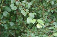 Rhamnus cathartica