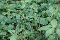 Carex remota