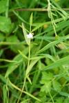 Veronica scutellata