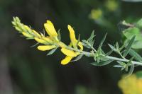 Genista tinctoria