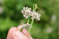 Oenanthe fistulosa