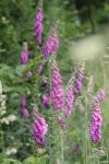 Digitalis purpurea