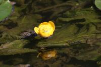 Nuphar lutea