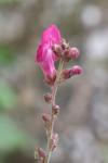 Antirrhinum majus