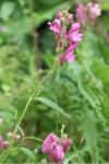 Antirrhinum majus