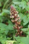 Orobanche hederae