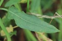 Rumex pulcher