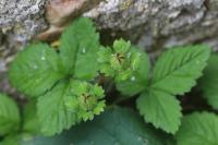 Potentilla indica