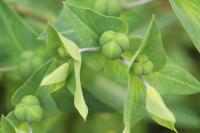Euphorbia lathyris