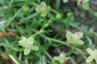 Sagina procumbens
