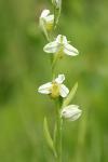 Ophrys apifera