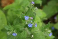 Pentaglottis sempervirens
