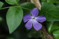 Vinca major