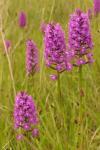 Anacamptis pyramidalis