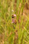 Ophrys apifera