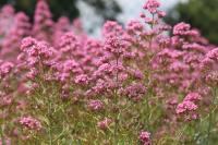 Centranthus ruber