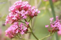 Centranthus ruber