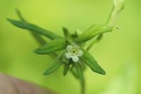 Lithospermum officinale